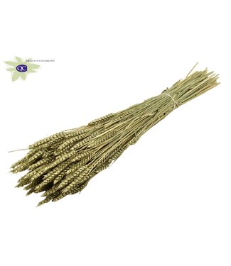 QC Dried wheat | Triticum dried flowers | Length 60 centimetres | Antique green | Per 6 bunches