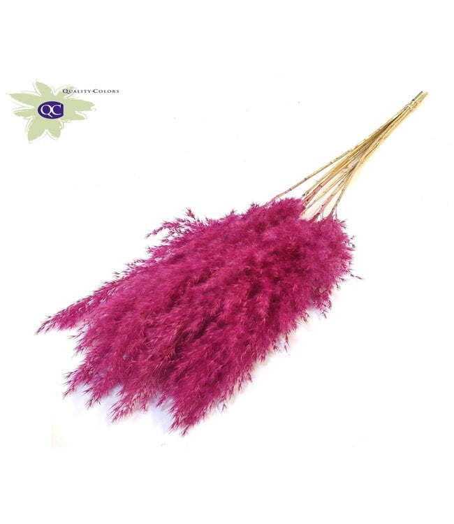 Cherry coloured Pampas grass panicles | 10 panicles per bunch | Length 60 centimetres | Order per 6 bunches