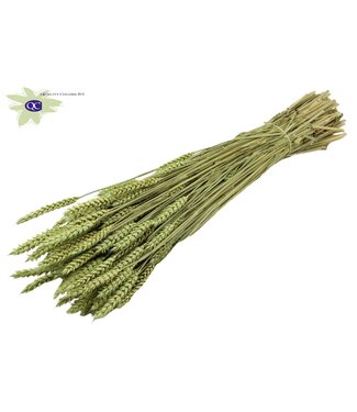 QC Dried wheat | Triticum dry flowers | Length 60 centimetres | Matt mint green | Per 6 bunches