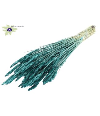 QC Dried wheat | Triticum dried flowers | Length 60 centimetres | Turquoise | Per 20 bunches