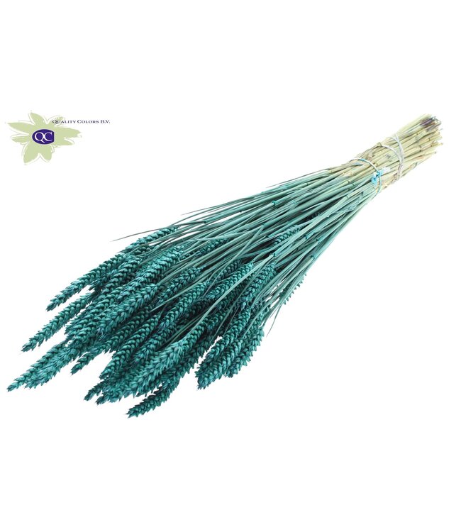 Dried wheat | Triticum dried flowers | Length 60 centimetres | Turquoise | Order per 20 bunches