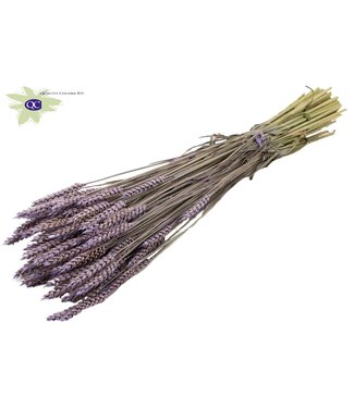 QC Gedroogde tarwe | Triticum droogbloemen | Lengte 60 centimeter | Mat milkakleurig | Per 6 bossen