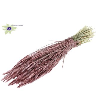 QC Gedroogde tarwe | Triticum droogbloemen | Lengte 60 centimeter | Metaalkleurig rood | Per 6 bossen