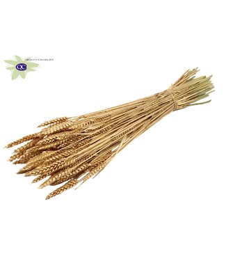 QC Dried wheat | Triticum dried flowers | Length 60 centimetres | Antique gold colour | Per 20 bunches