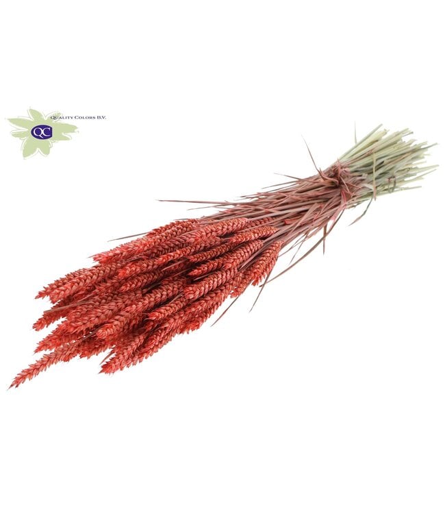 Dried wheat | Triticum dry flowers | Length 60 centimetres | Coral-coloured | Order per 6 bunches