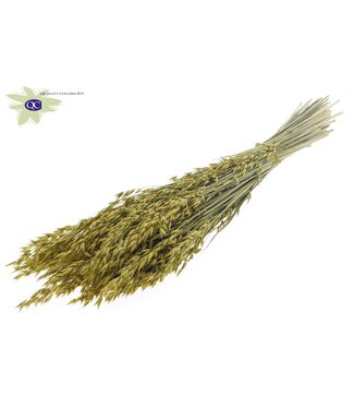 QC Dried oats metallic yellow | Avena dried flowers | Length 60 centimetres | Per 6 bunches