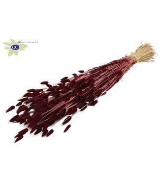 QC Lagurus dried flower burgundy | Length 60 centimetres | Per 6 bunches