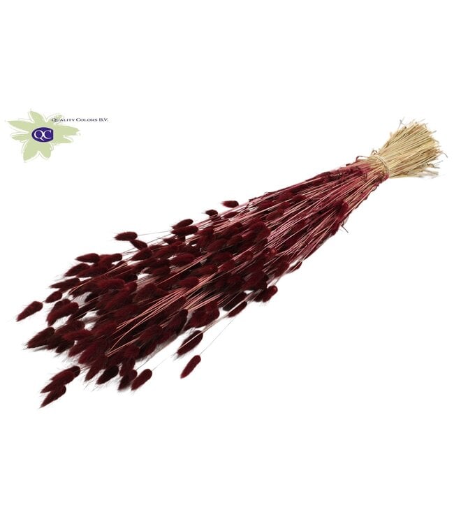 Lagurus dried flower burgundy | Length 60 cm | Ordered per 6 bunches