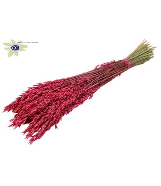 QC Cherry-coloured dried oats | Avena dried flowers | Length 60 centimetres | Per 6 bunches