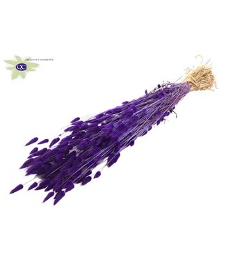 QC Lagurus dried flower purple | Length 60 centimetres | Per 25 bunches