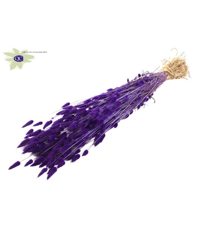 Lagurus dried flower purple | Length 60 cm | Ordered per 25 bunches