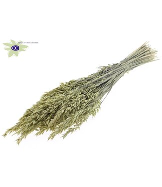 QC Gedroogde haver mat lichtgeel | Avena droogbloemen | Lengte 60 centimeter | Per 6 bossen