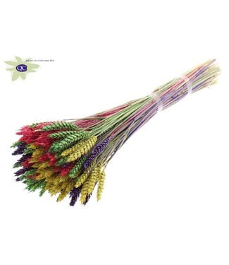 QC Gedroogde tarwe | Triticum droogbloemen | Lengte 60 centimeter | Gemengde kleuren II | Per 6 bossen