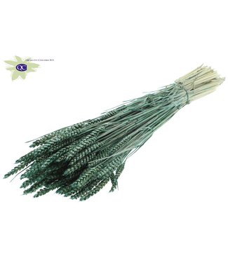 QC Dried wheat | Triticum dry flowers | Length 60 centimetres | Pearl green | Per 6 bunches