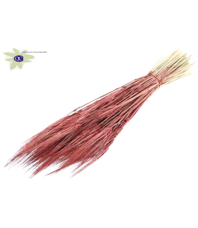 Red dried barley | Hordeum dried flowers | Length 60 centimetres | Order per 25 bunches