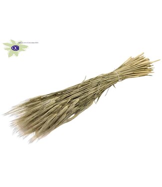 QC Natural dried barley | Hordeum dried flowers | Length 60 centimetres | Per 25 bunches