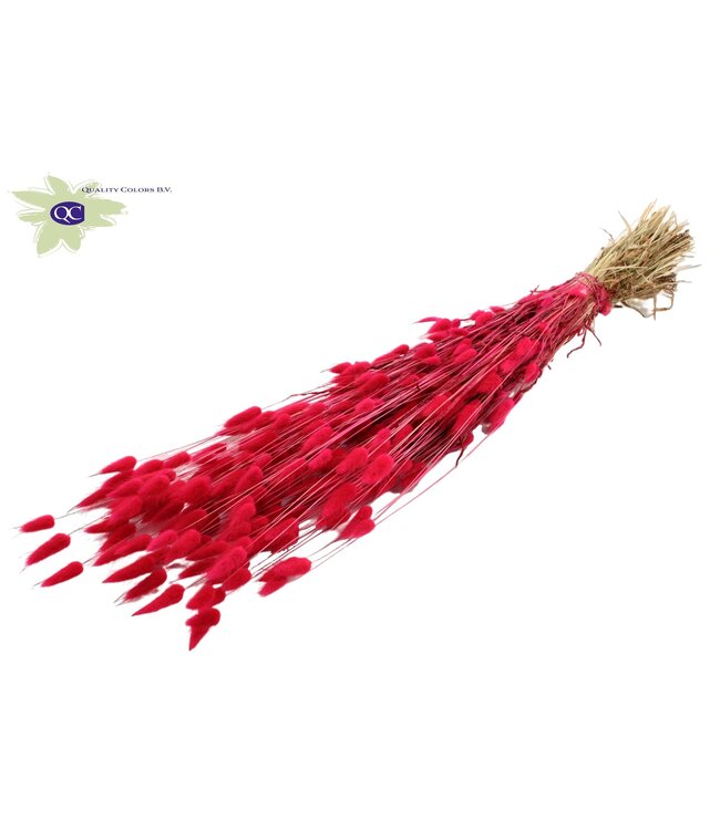 Lagurus dried flower cherry-coloured | Length 60 centimetres | Order per 6 bunches