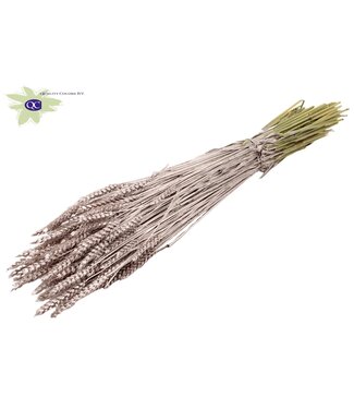 QC Dried wheat | Triticum dry flowers | Length 60 centimetres | Champagne-coloured | Per 6 bunches