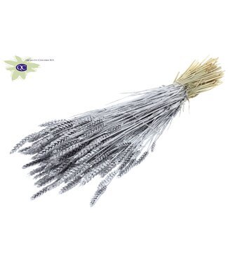 QC Dried wheat | Triticum dried flowers | Length 60 centimetres | Silver with glitter | Per 20 bunches