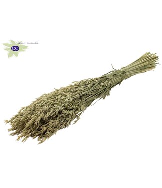 QC Naturelle gedroogde haver | Avena droogbloemen | Lengte 60 centimeter | Per 6 bossen