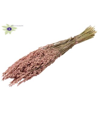 QC Dried oats matt pink | Avena dried flowers | Length 60 centimetres | Per 25 bunches