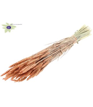 QC Dried wheat | Triticum dry flowers | Length 60 centimetres | Pearl orange | Per 6 bunches