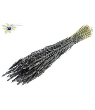 QC Dried wheat | Triticum dry flowers | Length 60 centimetres | Metallic graphite | Per 6 bunches