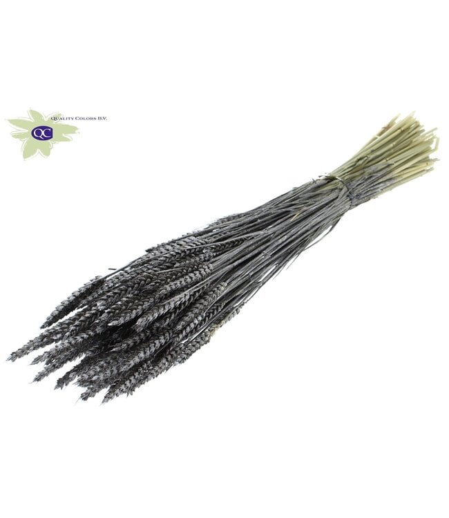 Dried wheat | Triticum dry flowers | Length 60 centimetres | Metallic graphite | Order per 6 bunches