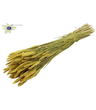 QC Dried wheat | Triticum dry flowers | Length 60 centimetres | Yellow | Per 20 bunches