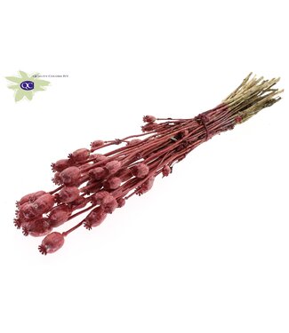 QC Dried Poppy Somniferum metallic red | Per 6 bunches