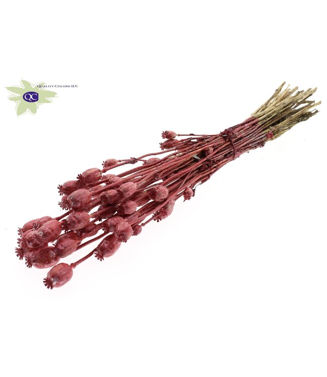 Dried Poppy Somniferum metallic red | Order per 6 bunches