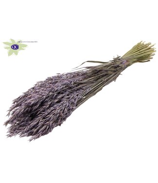 QC Avoine séchée couleur lait mat | Avena fleurs séchées | Longueur 60 centimètres | Par 25 bottes