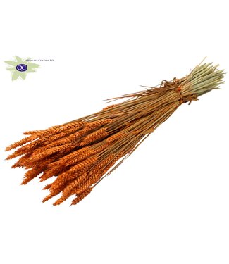 QC Getrockneter Weizen | Triticum Trockenblumen | Länge 60 Zentimeter | Orange | Pro 20 Bündel