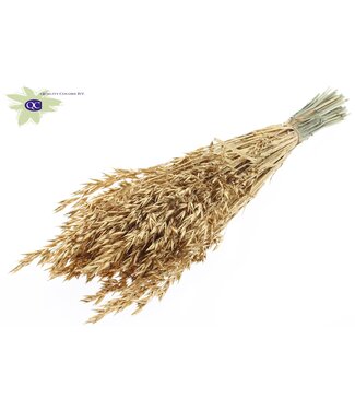 QC Avoine séchée or antique avec paillettes | Avena fleurs séchées | Longueur 60 centimètres | Par 6 bouquets