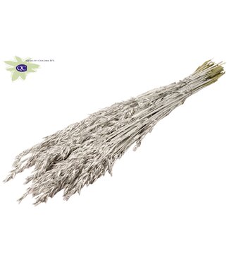 QC Platinakleurig gedroogde haver | Avena droogbloemen | Lengte 60 centimeter | Per 25 bossen