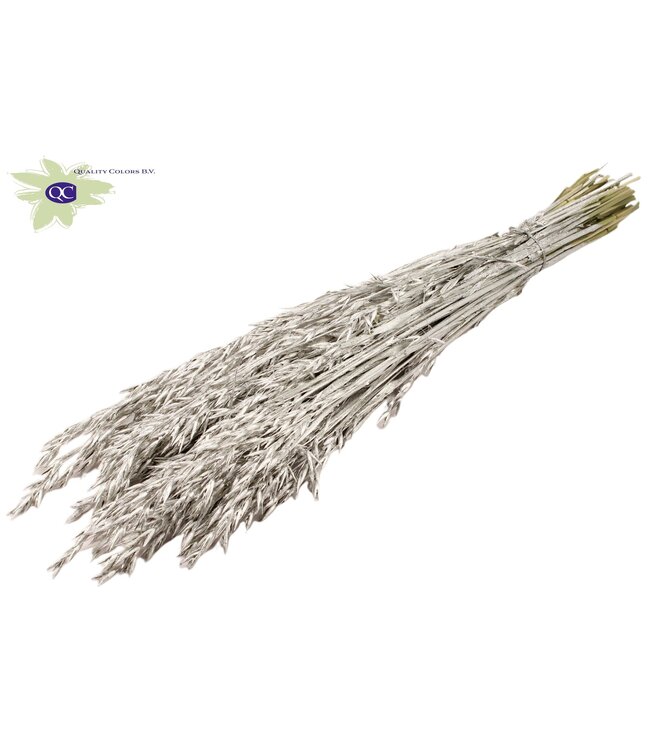 Platinakleurig gedroogde haver | Avena droogbloemen | Lengte 60 centimeter | Per 25 bossen te bestellen