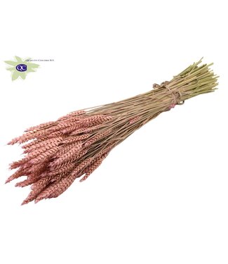 QC Dried wheat | Triticum dry flowers | Length 60 centimetres | Rose-coloured | Per 20 bunches