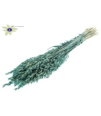 QC Gedroogde haver parel turkoois | Avena droogbloemen | Lengte 60 centimeter | Per 6 bossen