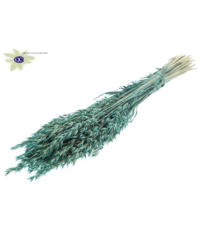 Dried oat pearl turquoise | Avena dried flowers | Length 60 centimetres | Order per 6 bunches