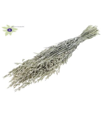 QC Parelwitte gedroogde haver | Avena droogbloemen | Lengte 60 centimeter | Per 6 bossen