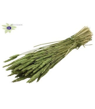 QC Getrockneter Weizen | Triticum Trockenblumen | Länge 60 Zentimeter | Hellgrün | Pro 6 Bündel