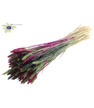 QC Gedroogde tarwe | Triticum droogbloemen | Lengte 60 centimeter | Gemengde kleuren VIII | Per 6 bossen