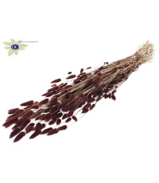 QC Lagurus dried flower brown | Length 60 centimetres | Per 6 bunches