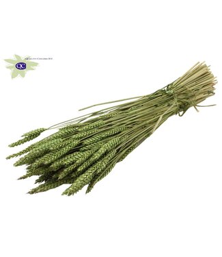 QC Gedroogde tarwe | Triticum droogbloemen | Lengte 60 centimeter | Lichtgroen | Per 20 bossen