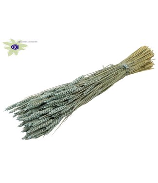 QC Gedroogde tarwe | Triticum droogbloemen | Lengte 60 centimeter | Mat lichtblauw | Per 6 bossen