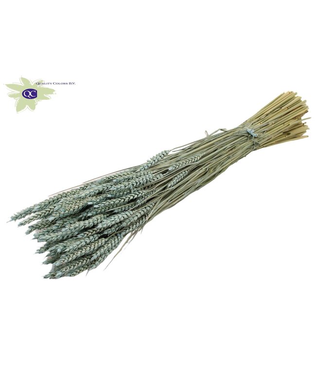 Dried wheat | Triticum dried flowers | Length 60 centimetres | Mat light blue | Order per 6 bunches