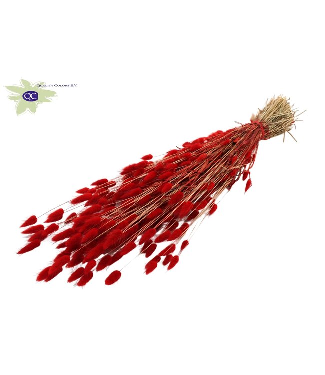 Lagurus dried flower red | Length 60 centimetres | Ordered per 25 bunches