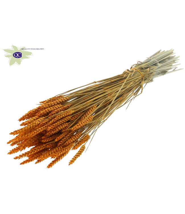 Dried wheat | Triticum dry flowers | Length 60 centimetres | Apricot-coloured | Order per 20 bunches