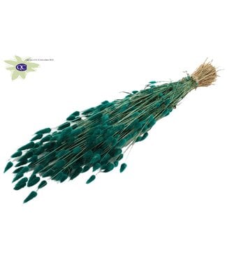 QC Lagurus dried flower turquoise | Length 60 centimetres | Per 6 bunches