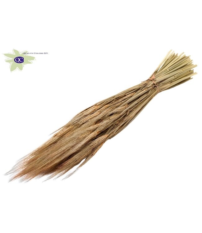 Dried barley frosted salmon-coloured | Hordeum dried flowers | Length 60 centimetres | Order per 25 bunches